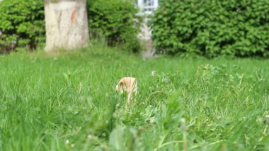 Çim köpek yavrusu