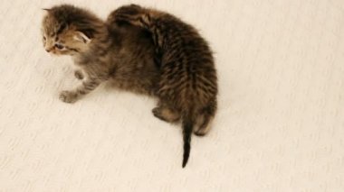 iki küçük yavru kedi