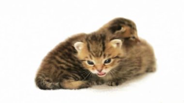 İki küçük şirin kedi yavrusu