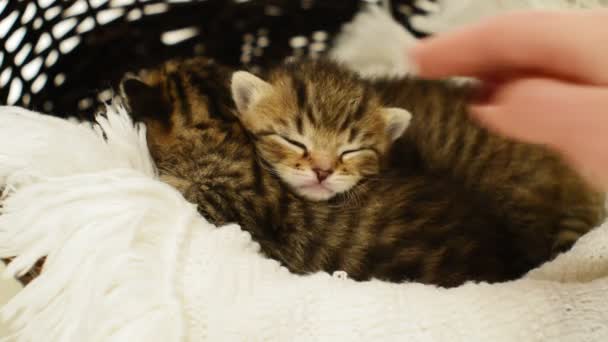 Lindos gatitos durmiendo — Vídeos de Stock