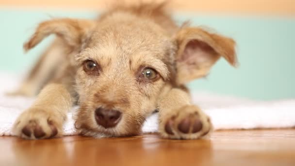 Cãozinho sonolento deitado — Vídeo de Stock