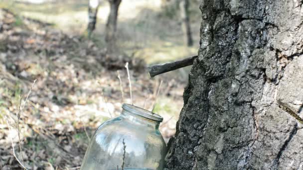 Collecting birch sap — Stock Video