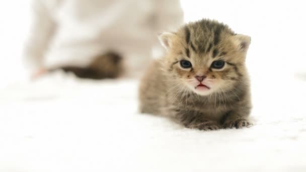 Gatinho engraçado meowing farejadores — Vídeo de Stock