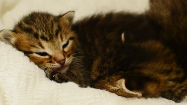 Uyuyan sevimli küçük kedi yavrusu — Stok video