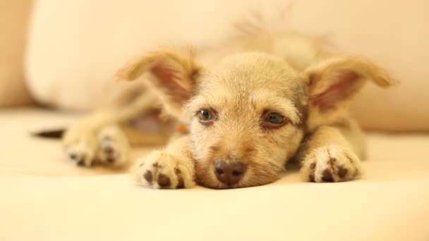 Cão doméstico engraçado — Vídeo de Stock