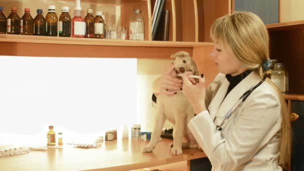 Veterinary is giving the medicine to the puppy — Stock Video