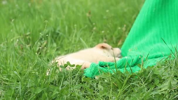 Puppy playing with a veil — Stock Video