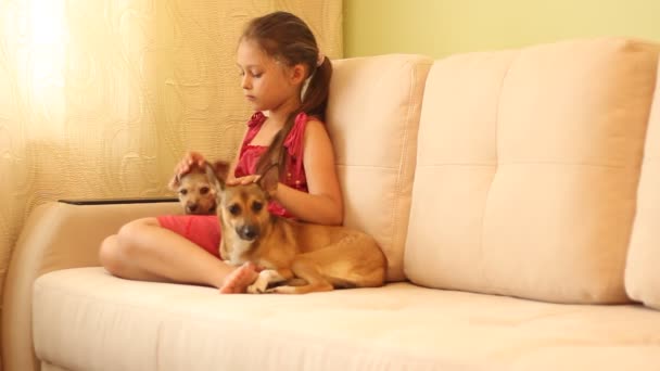 Little girl with puppies — Stock Video