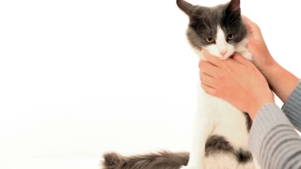 Personne caressant un chat 