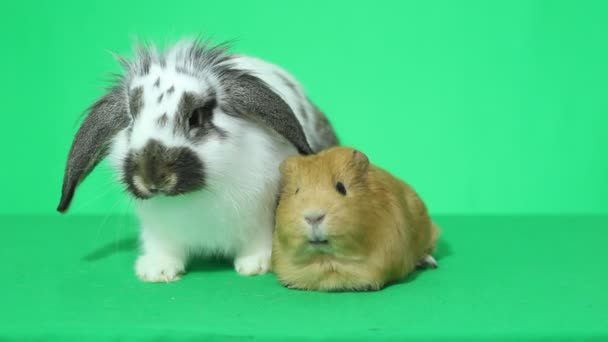 Guinea pig and rabbit — Stock Video