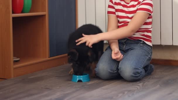 Chica alimentando a un cachorro — Vídeo de stock