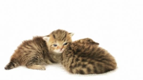 Два милых котенка — стоковое видео