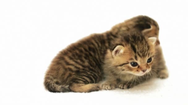 Deux petits chatons mignons — Video