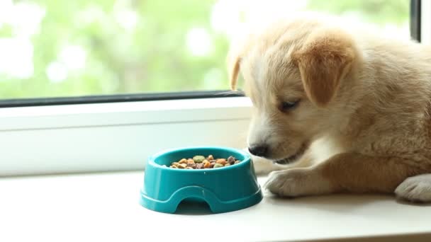 Lindo cachorro está comiendo comida seca — Vídeo de stock