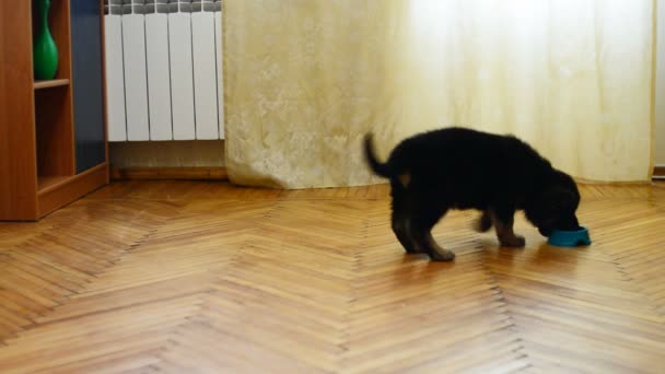 Cachorro pastor alemán — Vídeos de Stock