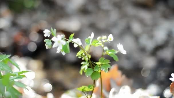 Flores da primavera flor — Vídeo de Stock