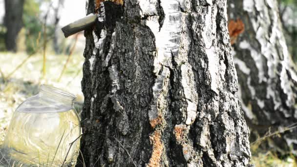 Huş ağacı sap toplama — Stok video