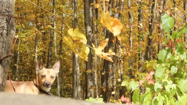 Pies w jesiennym lesie — Wideo stockowe