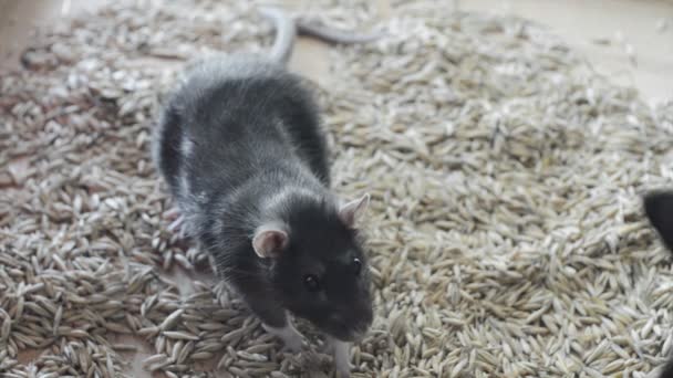 Grappige rat close-up — Stockvideo