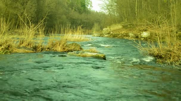 Arroyo de fusión en el bosque — Vídeos de Stock