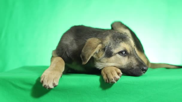 Cão bonito mentir — Vídeo de Stock