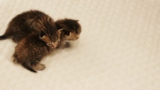 Deux petits chatons — Video