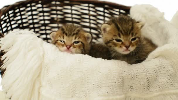 Gatinhos deitados em cesta de vime — Vídeo de Stock