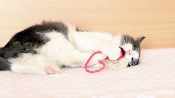 Gato jugando con un juguete — Vídeos de Stock