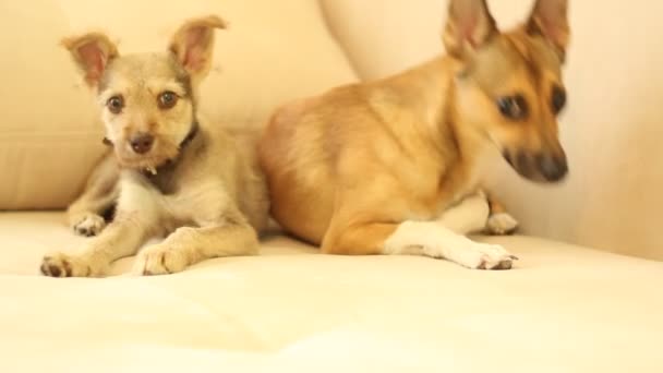 Śmieszne psy domowe — Wideo stockowe