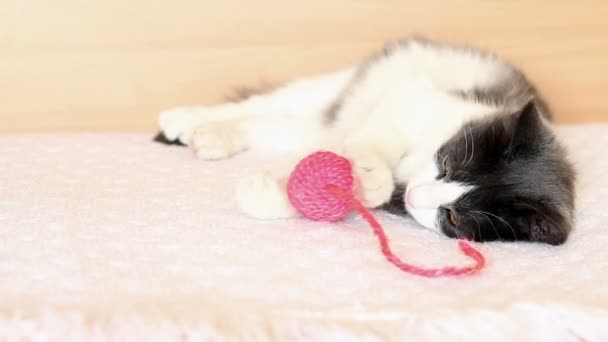 chat jouant avec un jouet