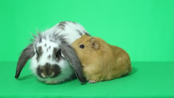 Guinea pig and rabbit — Stock Video