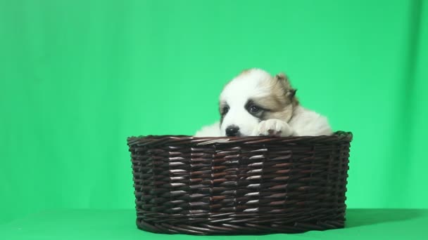 白人のホワイト シェパード子犬 — ストック動画