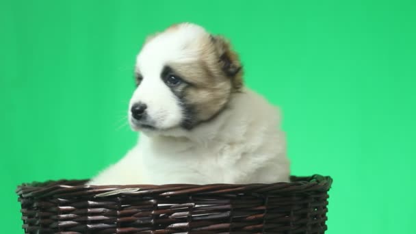 White Kaukasische Herder puppy — Stockvideo