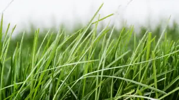 Свежая зеленая трава — стоковое видео