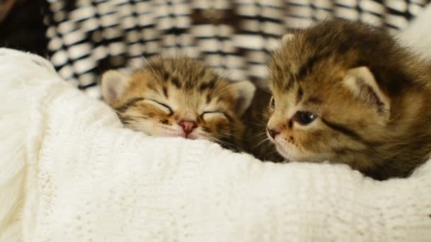 Gatitos acostados en canasta de mimbre — Vídeos de Stock