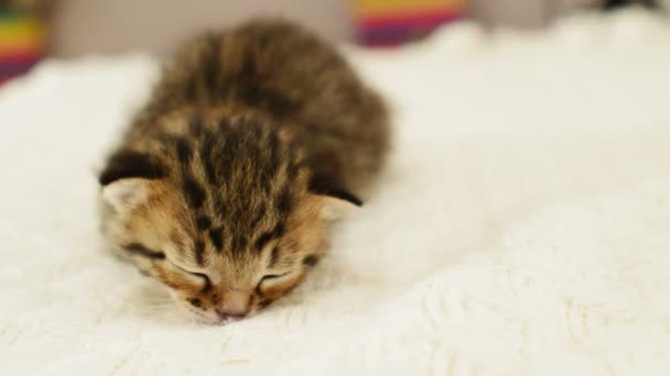 El despertar de un pequeño gatito — Vídeos de Stock