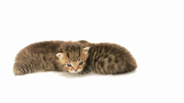 Två små söta kattungar — Stockvideo