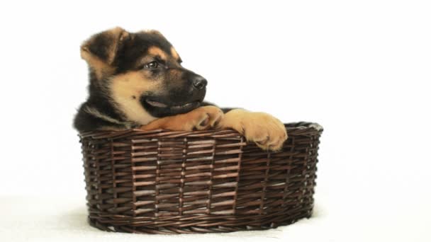 Puppy in een stro mand — Stockvideo