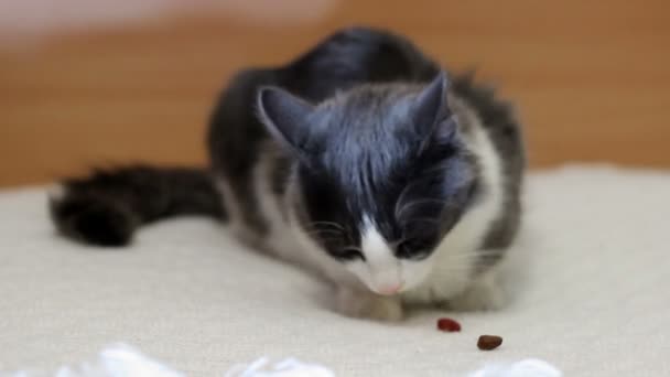 Gato preto e branco bonito — Vídeo de Stock