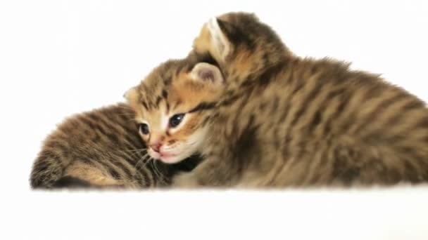 Twee kleine schattige kittens — Stockvideo