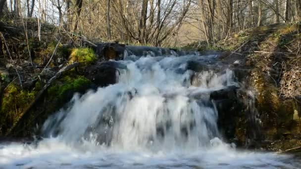 Arroyo de montaña en bosque — Vídeos de Stock