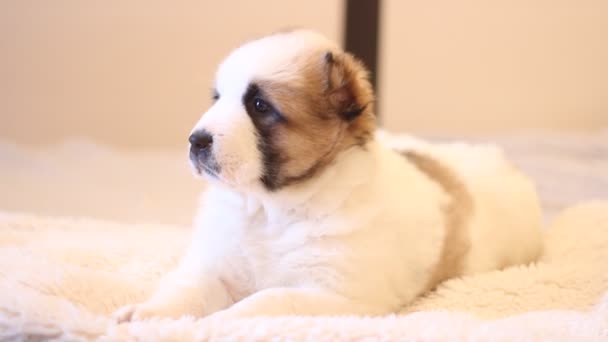 白人シェパードの子犬 — ストック動画