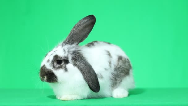 Cute lop-eared rabbit — Stock Video