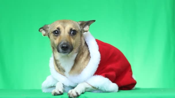 Cão em roupas de Natal — Vídeo de Stock