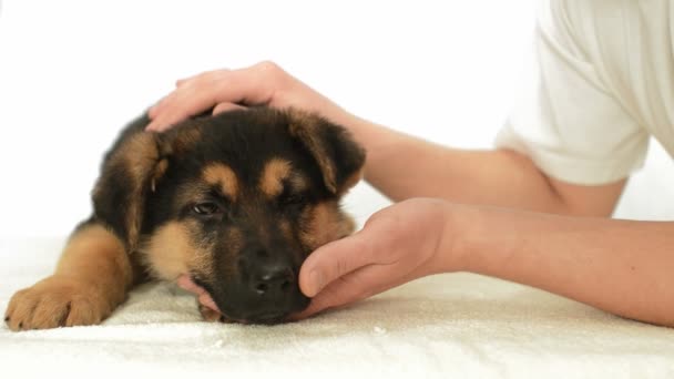 Puppy in menselijke handen — Stockvideo