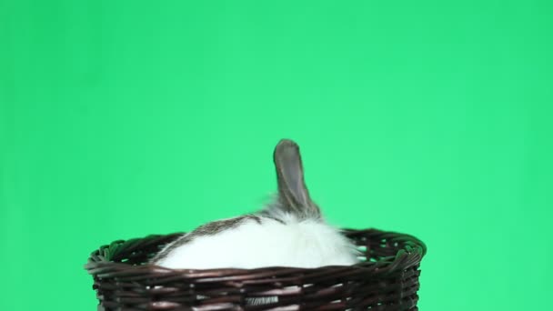 Rabbit in a wicker basket — Stock Video