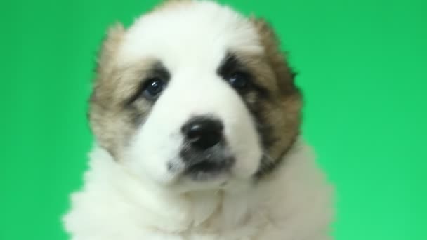 白人のホワイト シェパード子犬 — ストック動画