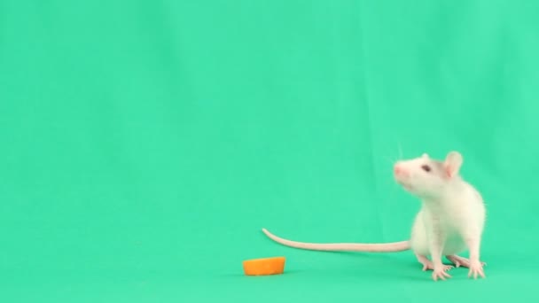Маленькая забавная крыса — стоковое видео