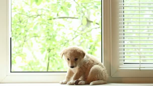 Cachorro acostado cerca de la ventana — Vídeo de stock