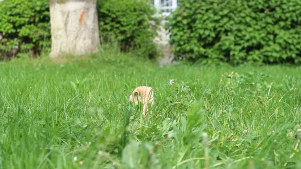Pequeño cachorro en la hierba — Vídeo de stock